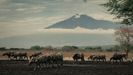 Long Holidays, 8,000 People Vacation To Tourist Attractions In Banyuwangi