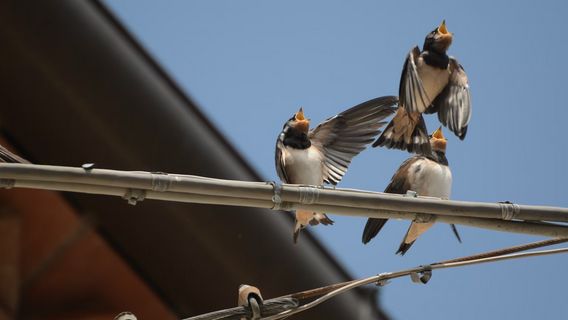 The Thief Of The Swallow's Nest In Mamuju Was Arrested By The Police