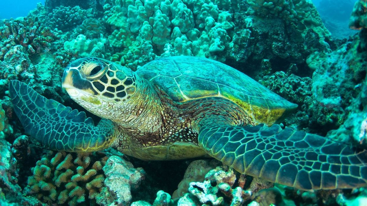 يقول الخبراء التلوث الكيميائي على الحاجز المرجاني العظيم مما تسبب في تشوه الحيوانات وميتة