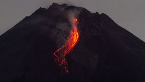 BPPTKG Catat Gunung Merapi 7 Kali Luncurkan Guguran Lava Pijar Mengarah ke Kali Bebeng dan Boyong