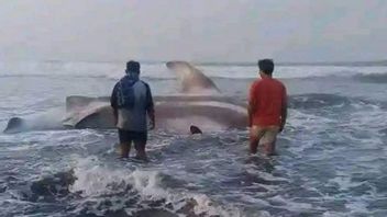 教皇鲨被困在Cianjur南海岸,居民们挤满了肉