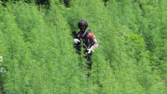 Awal Mula Ditemukannya Ladang Ganja di Gunung Leuser dari Pengungkapan Kasus