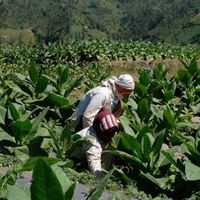 Lahan PTPN II dari 250 Ribu Hektare Tinggal 5.800, IAW: Ini Bukan Sekadar Kelalaian!