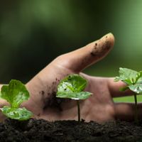 Update Biologi Modern! Berikut Macam-Macam Perkembangan Vegetatif yang Harus Anda Ketahui