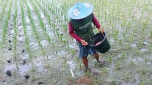 Pemkab Lebak Jamin Persediaan Pupuk Subsidi Melimpah 