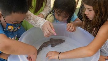 在保护动物的同时旅游，游客参与在普吉岛释放34只竹鲨宝宝