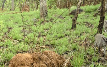 Pertama Kali, Duiker Walter Tertangkap Kamera di Alam Liar Afrika