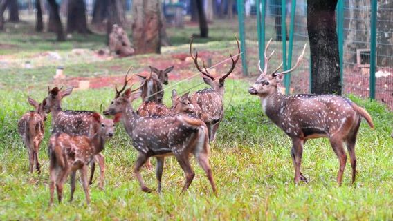 素晴らしい！2022年の国家予算を使用して、DPRは鹿の食べ物をRp2.3 M購入し、メンバーサービスハウスのカーテンをRp 48.7 Mに置き換えます