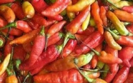 Harga Cabe Rawit di Jayapura Capai Rp130 ribu per Kilogram