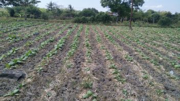 湿った干ばつがロンボク島中部のタバコ植物の成長を脅かす