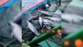 成为嫌疑人，渔船的船长承认只是为了好玩，拍摄海豚被帕西坦捕获