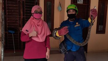 Depok Residents Should Be Alert, Last 3 Months Firefighters Evacuated 67 Snakes From Settlements, Most Pythons