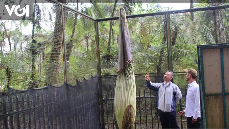 The Highest Bangkai Flower Blooms During The Third Week At The Cibodas 