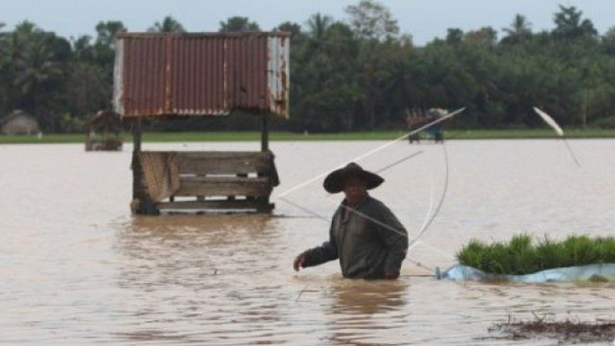 アチェ州の農民は胸を打つことしかできない、426ヘクタールの田んぼが洪水でぷんぷんに脅かされる