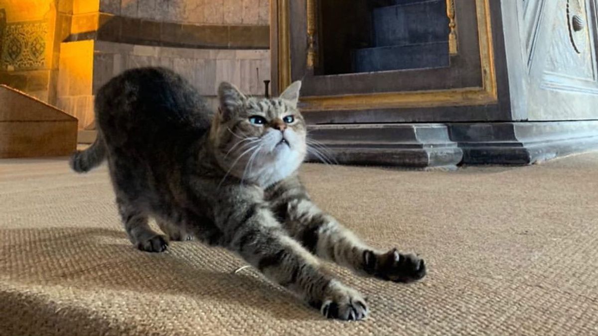 Rumahnya Ganti Fungsi, Gli si Kucing Tetap Jadi Penghuni Hagia Sophia