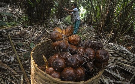 China Kepincut Salak Nglumut Organik Lereng Gunung Merapi