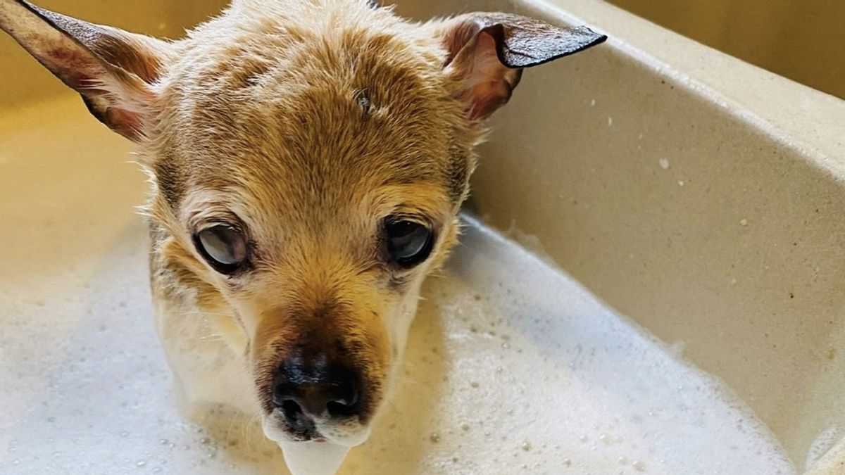 Selamat Jalan Pebbles! Anjing Jenis Terrier Tertua di Dunia Mati di Umur 22 Tahun
