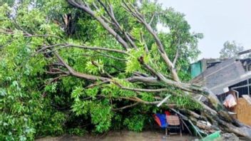 Bogor Regency BPBD Records 8 Disasters Due To Strong Winds, No Casualties