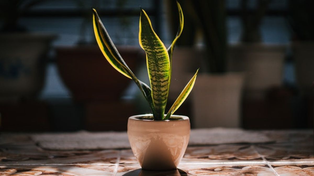 Snake Plant DIpercaya Sebagai Tanaman Pembawa Hoki, Benarkah? Begini Penjelasannya