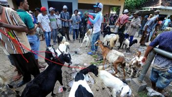 南苏门答腊山羊被怀疑是明古鲁数百头奶牛暴露于口蹄疫的罪魁祸首