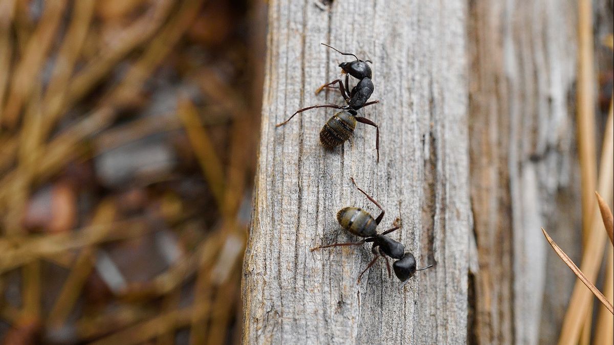 怪我を治療するためにアリが彼の巣の友人の足を切断することを明らかにした研究