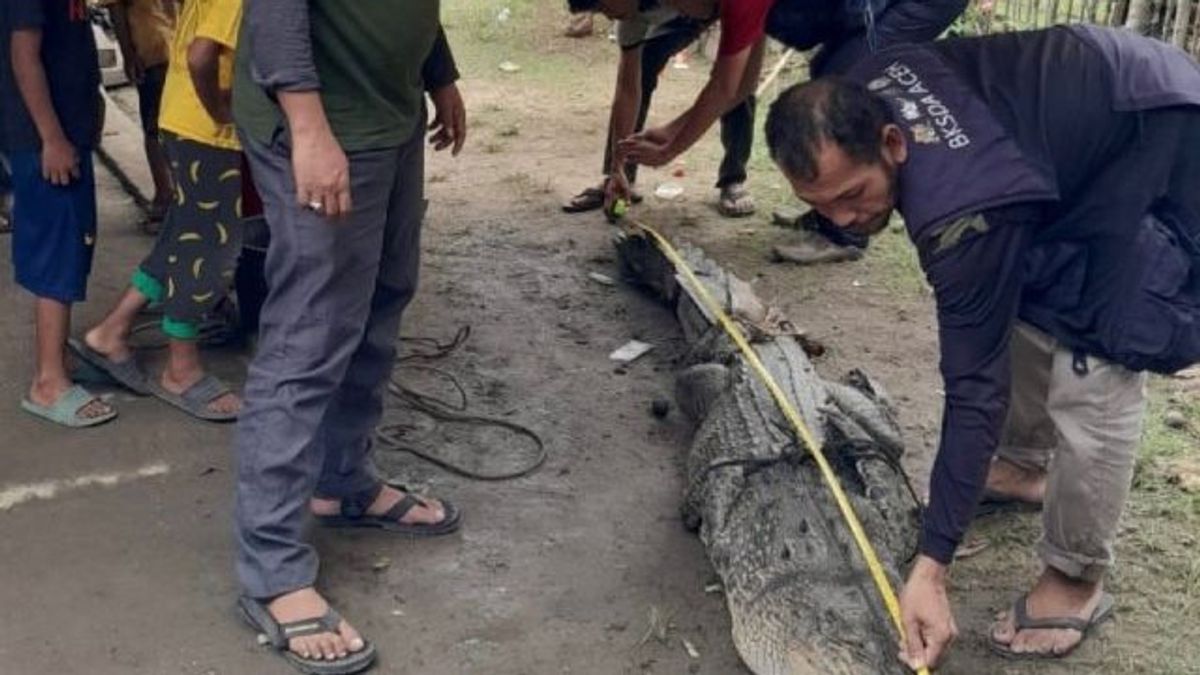 Les habitants d’Aceh Tamiang choqués par la découverte d’un crocodile géant de 3 mètres de long