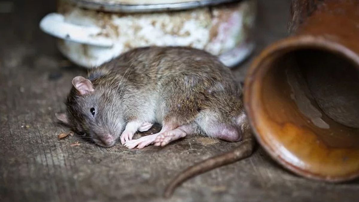 The Origin Of Hantavirus From China And Recognize Its Early Symptoms
