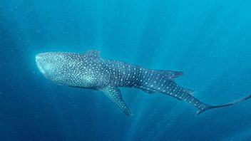 KLHK: Whale Shark In Nabire Now Reaches 203 Heads