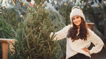 这是7种装饰圣诞树的室内植物。