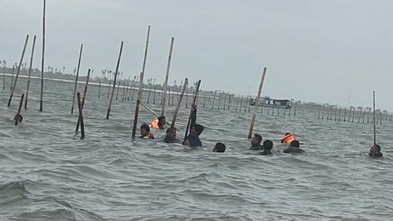 Setelah Dicabut, Bambu Pagar Laut Tangerang Akan Dijadikan Barang Bukti dan Digunakan Nelayan