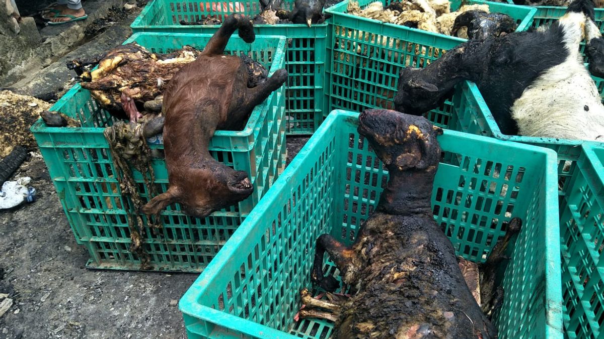 Kebakaran Lapak Hewan di Duren Sawit: Ratusan Kambing yang Mati Terpanggang Dikuburkan Massal