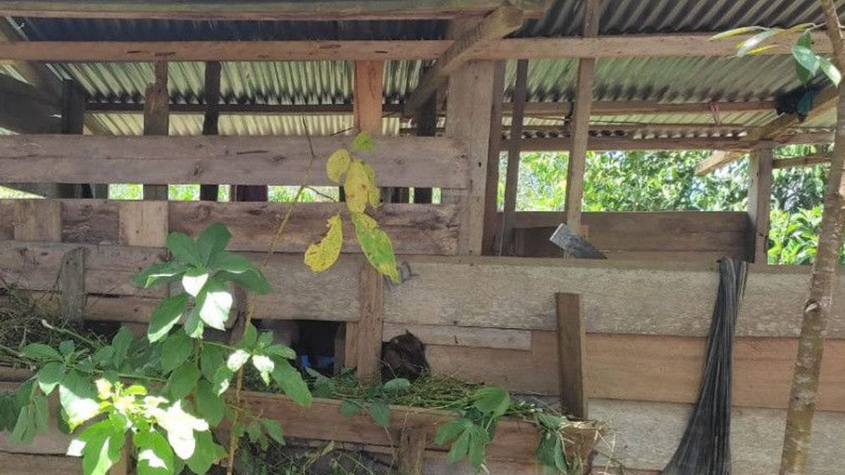 Warga Desa Gajah Makmur Mukomuko, Gelar Ronda Malam Antisipasi Kehadiran Harimau 