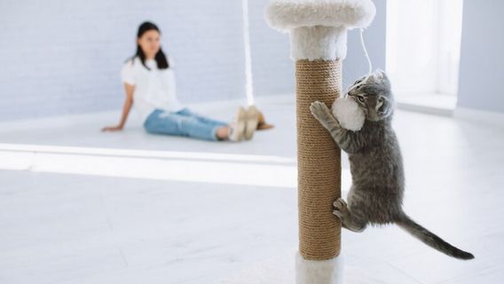 Apakah Kucing Butuh Olahraga? Untuk Mencegah Obesitas, Begini Penjelasannya