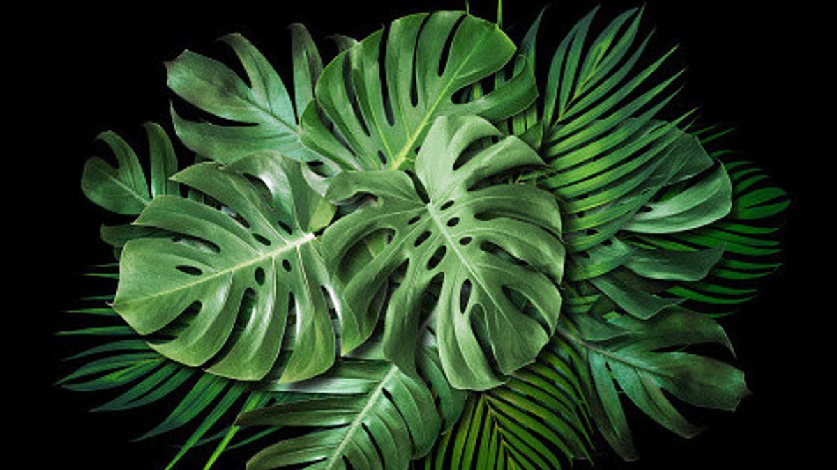 5 Factors That Cause Black Spots On Leaf Ornamental Plants