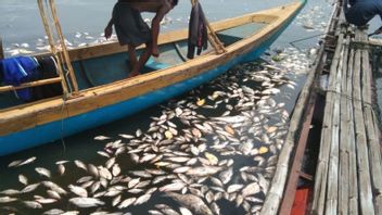 أسماك ميتة ضخمة في خزان جانغاري في سيانجور تصل إلى 200 طن