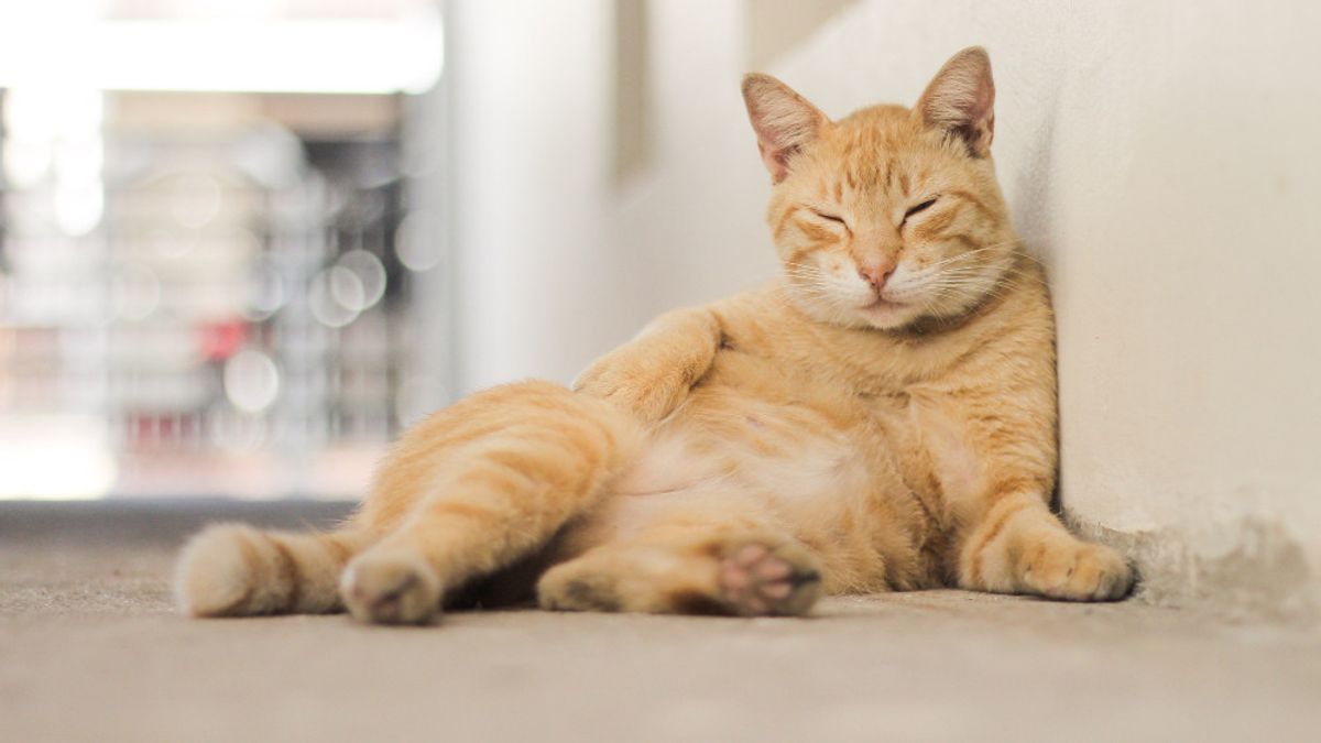 7 Signs Of Obese Cats That Mandatory Owners Of Anabul