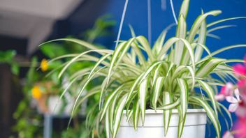 5 plantes ornementales pourront survivre dans votre cuisine