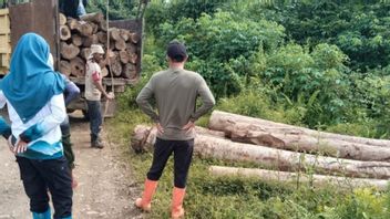 KPH Tanah Laut Amankan Puluhan Batang Kayu Hasil Penebangan Ilegal