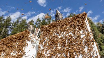 何十年もの間、ミネの農場に住んでいた何万ものミツバチがついに移動されました