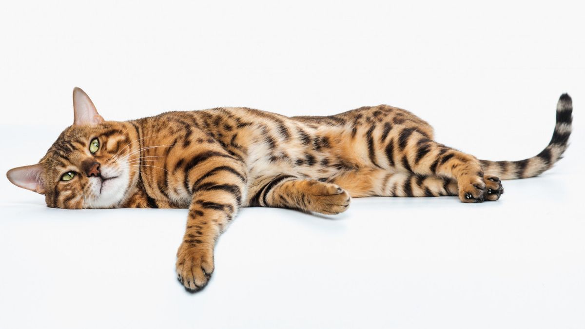 5 Fakta Unik Tentang Ekor Kucing, Berfungsi untuk Mengatur Keseimbangan dan Komunikasi