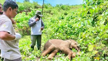 Bksda 拯救大象小牛谁的树干打破了陷阱在亚齐贾亚