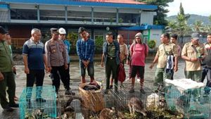 Polisi Gagalkan Penyelundupan 7 Kanguru Asal Papua