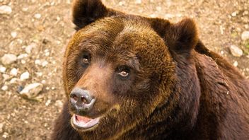 Induk Beruang Coklat yang Terancam Punah Tewas Ditembak, Polisi Italia Gelar Penyelidikan