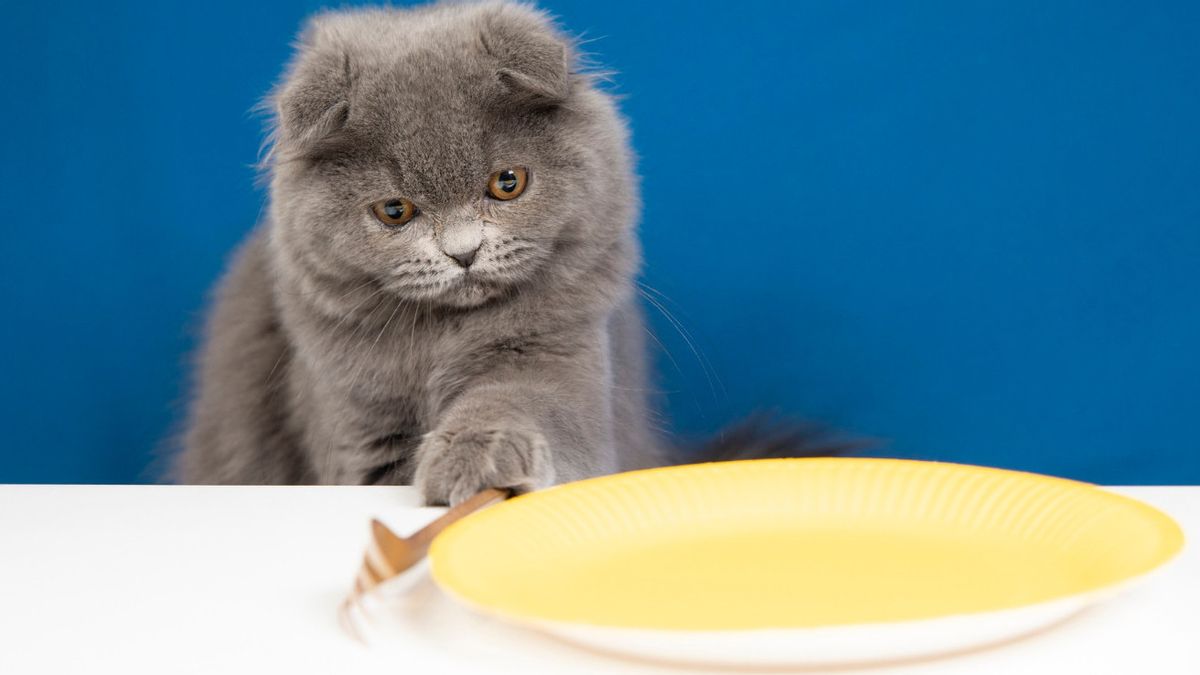 Why Are Cats Always Hungry Even Though They Have Been Given Food? Here Know 6 Causes