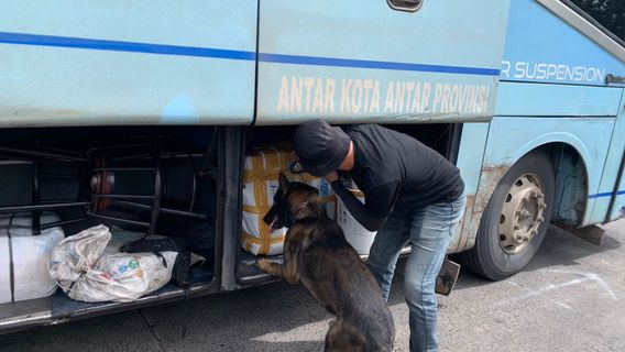 Enam Anjing Gagalkan Penyelundupan Narkoba di Pelabuhan Bakauheni