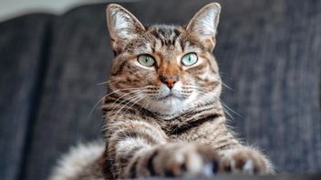 Gemas With Furry Animals, Here Are 7 Ways To Make Cats Like
