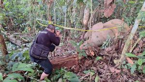 Gajah Sumatra Jantan Ditemukan Mati di Aceh Timur