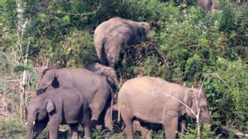 Bannir Les éléphants Sauvages, Acehnais Sont Même Piétinés Et Morts
