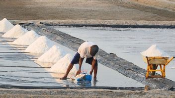 الحكومة تريد استيراد الملح، KPPU: 1.8 مليون طن من الملح المحلي لا يمكن استيعابها