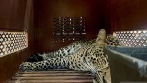 Macan Tutul Masuk Hotel di Bandung Direhabilitasi ke PPSC Sukabumi